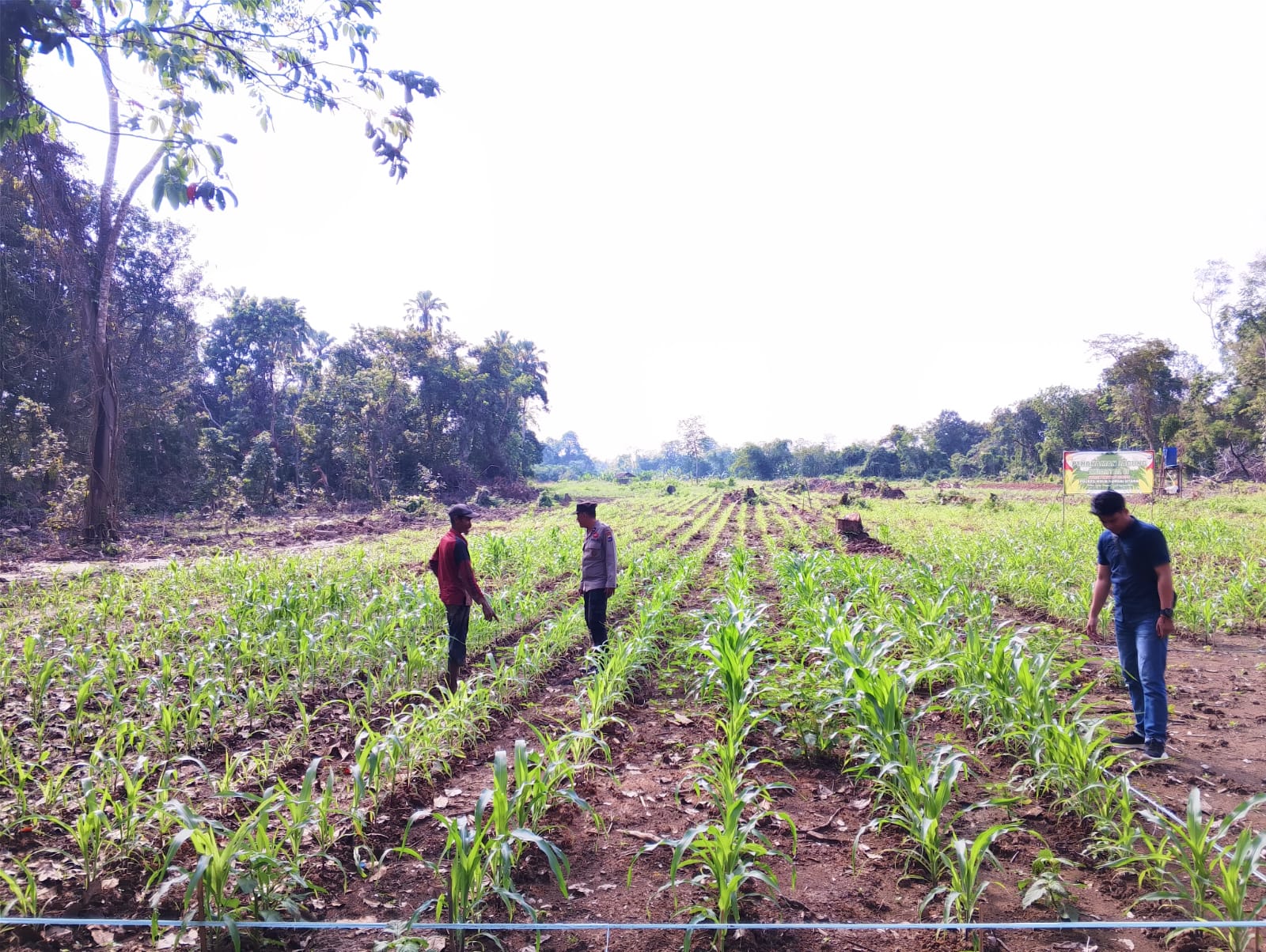 Polsek Amuntai Tengah Monitoring Perkembangan Lahan Jagung di Sungai Karias, Perkuat Komitmen Polri Dukung Ketahanan Pangan Nasional