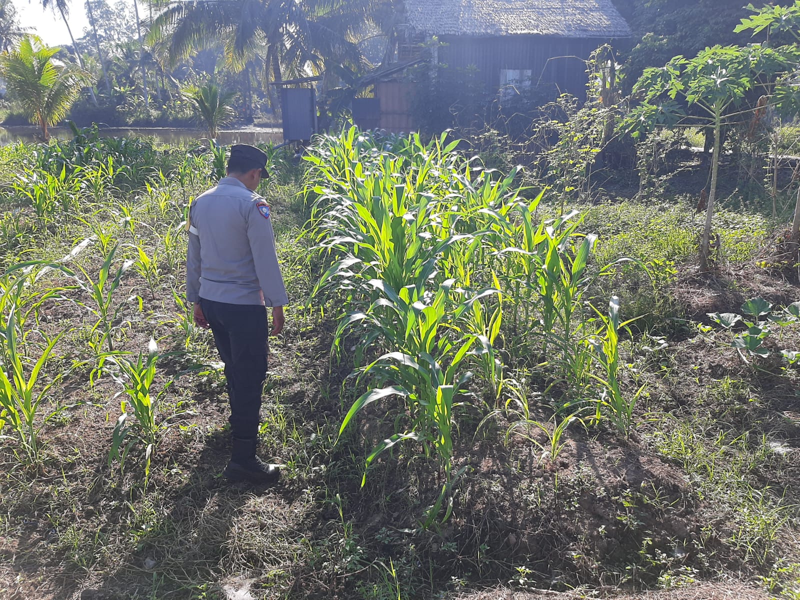 Polsek Sungai Pandan Intensif Pantau Perkembangan Lahan Jagung, Antisipasi Dampak Cuaca terhadap Program Swasembada Pangan