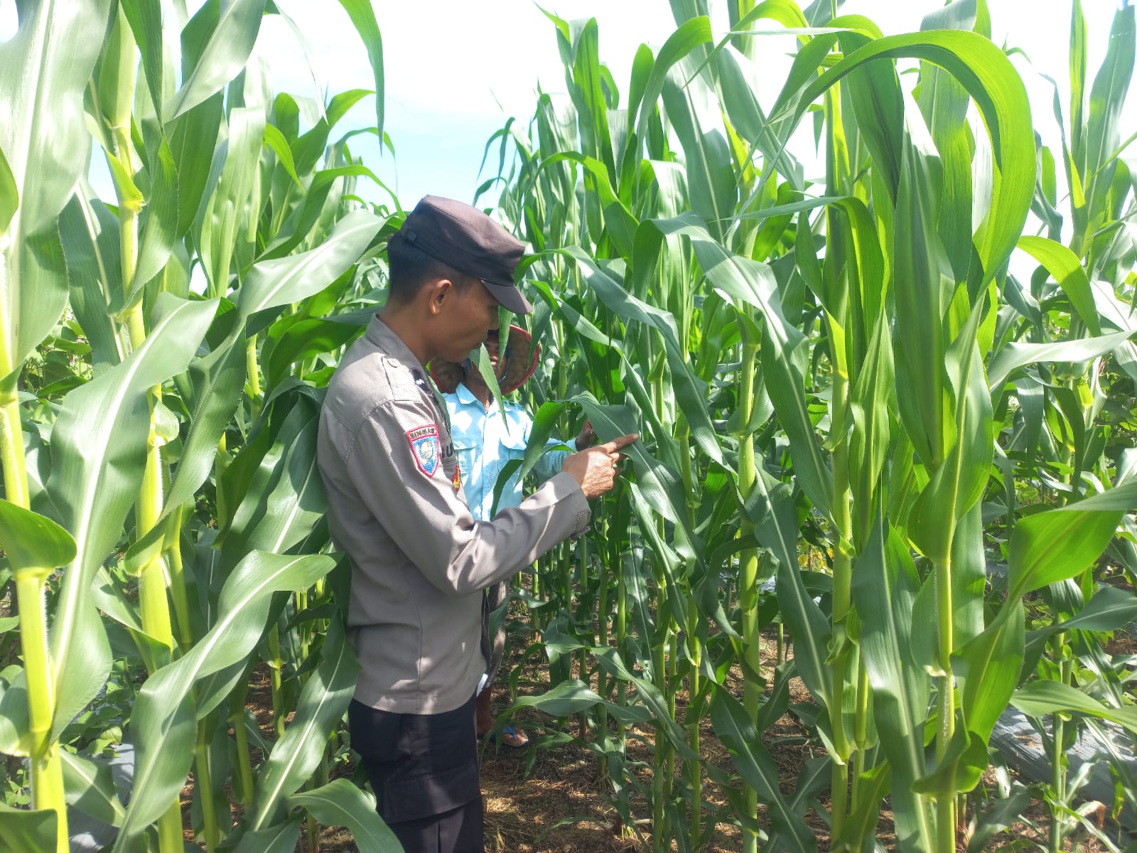 Polsek Banjang Intensif Monitoring Lahan Jagung Binaan Polri di Pulau Damar, Perkuat Swasembada Pangan Menuju Panen Berkualitas
